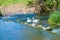 A view of a family of swans on the river Great Ouse at Wolverton, UK