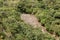 View of the famous llama terraces with white stone llamas in Choquequirao archeological site ruins, Peru