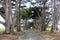 A view of the famous Monterey cypress tree tunnel, leading to a historic radio station, in Point Reyes National Seashore