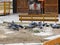 View of a famous Shrine in Srinagar, pigeons feeding on grains