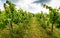 View of famous wine region Goriska Brda hills in Slovenia