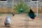 View of farm birds - chicken, peacock and turkey in aviary outdoors. Raising birds in a cage