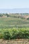 View of a farm with vineyards, typical Portuguese landscape