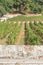 View of a farm with vineyards, typical Portuguese landscape