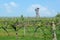 View of a farm winery on spring in green grapevine