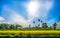 View of farmfield with Ready harvested paddy