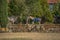 View of farmhouse, with horses a pasture, trees and vegetation average and classic traditional portuguese building as background