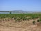 View of a farmland with intensive farming