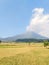 view of farmland with rice plants starting to turn yellow against the backdrop of Andong mountain and cloudy blue sky