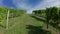 View of Farms and Vineyards, Green agricultural field. Agriculture Plantation Grapes Vine.