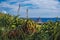 View of Farol da Ponta da Ferraria lighthouse from Miradouro da Ilha Sabrina, Sao Miguel Island, Azores, Portugal