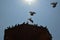 View of Fast Pigeons Flying off of Old Wooden Tower In front of Sun and Blue Sky