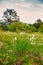 View of the feather grass or needle grass collectively known as spear grass