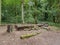 A view of a felled tree in a woodland clearing