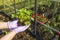 View of female hands in  gloves holding strawberries seedling to be planted out  in pallet collar raised bed.