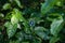 View of female Sophus Forester butterfly on plant leaf