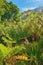 A view of a fennel plant with mountain background in the forest. A variety of plants and trees with a close-up view in