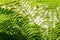 View of fern thickets in the forest undergrowth from the bottom up