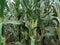 view The fertile corn gardens in Indonesia produce carbohydrate foods other than wheat and rice ind Kendal Regency