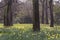 View on a field of beautiful daffodils blooming in early spring between trees with bare branches. Sign of new life, new beginning