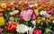 View on field with colorful tulip bulbs. Focus on pink flower in center - curly fringed sue, tulipa hybrida - Grevenbroich,