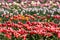 View on a field of cultivation of different varieties of blooming tulips in early spring. Collegno, Italy