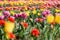 View on a field of cultivation of different varieties of blooming tulips in early spring. Collegno, Italy