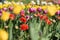 View on a field of cultivation of different varieties of blooming tulips in early spring. Collegno, Italy