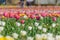 View on a field of cultivation of different varieties of blooming tulips in early spring. Collegno, Italy