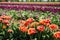 View on field of german cultivation farm with countless tulips focus on orange flowers foreground - Grevenbroich, Germany