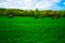 View of field of green young grain with trees and blue sky with clouds