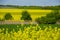 View of field with landscape with trees and young grain under blue sky