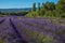 View of field of lavender flowers under sunny sky, near the village of Roussillon.