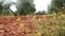 View field of olive trees near Jaen