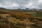 view of field with orange and green plants and rocky hills on background,Norway, Hardangervidda