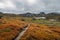 view of field with orange and green plants and rocky hills on background, Norway, Hardangervidda