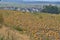 View of field pumpkins, region Lower Austria