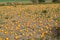 View of field pumpkins, region Lower Austria