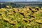 View of the field with ripe sunflowers. Autumn, harvesting.