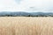 View of a field of ripened spikelets of golden wheat against the background of mountains. The concept of agriculture, nature