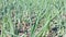 View of a field with ripening green onions. Onion field. Onion ripe plants growing in the field, close-up