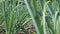 View of a field with ripening green onions. Onion field. Onion ripe plants growing in the field, close-up