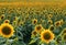 A view of a field of Sunflowers