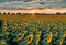 A view of a field of Sunflowers