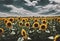 A view of a field of Sunflowers