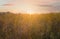 View of field at sunrise. Early morning landscape