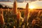 A view of a field at sunset, with tall yellow corn cobs with leaves in the foreground. Corn as a dish of thanksgiving for the