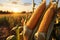 A view of a field at sunset, with tall yellow corn cobs with leaves in the foreground. Corn as a dish of thanksgiving for the