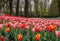 A view of a field of Tulips
