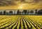 A view of a field of Tulips